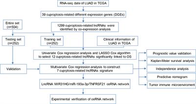 A novel cuproptosis-related prognostic lncRNA signature and lncRNA MIR31HG/miR-193a-3p/TNFRSF21 regulatory axis in lung adenocarcinoma